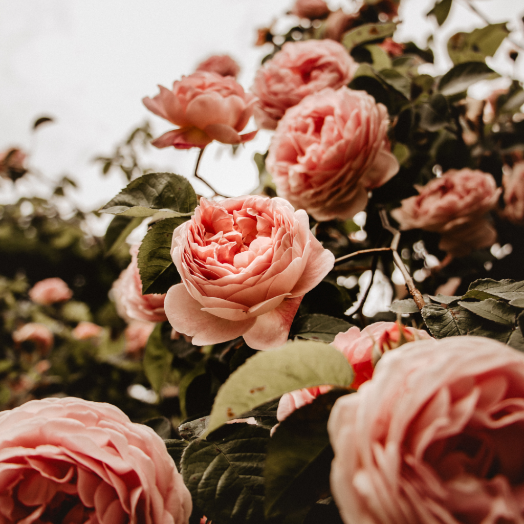 Close up image of a rose bush. Big fluffy pink roses, fill the image. An overcast sky in the background